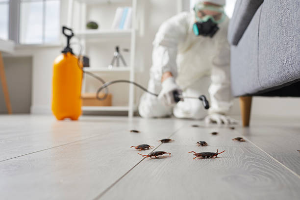 Trusted Termite Control service in Daly City, CA - Nex Pest Control